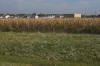 Cornfield in front of high school